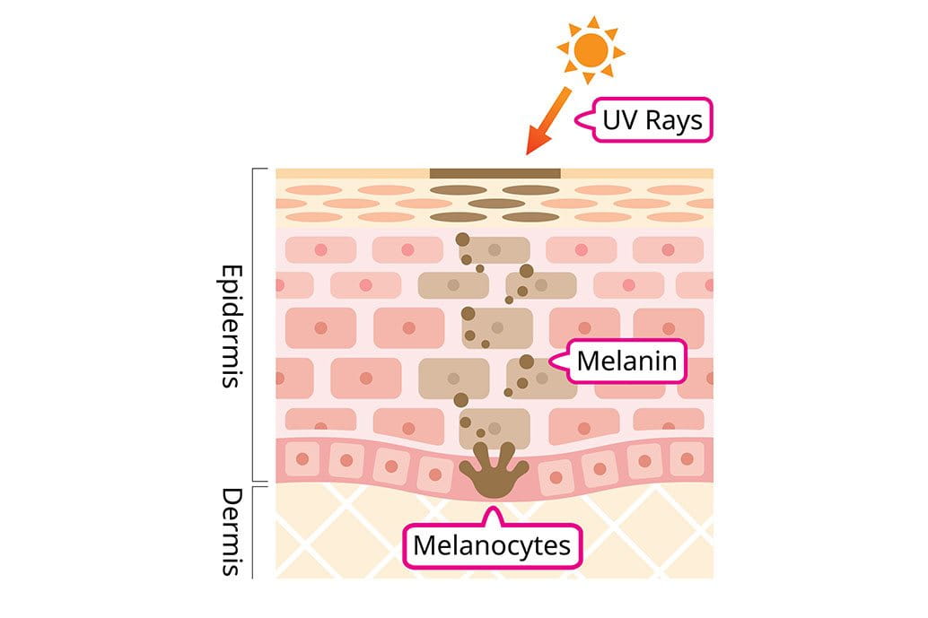 Melanina cos'è e perché è utile